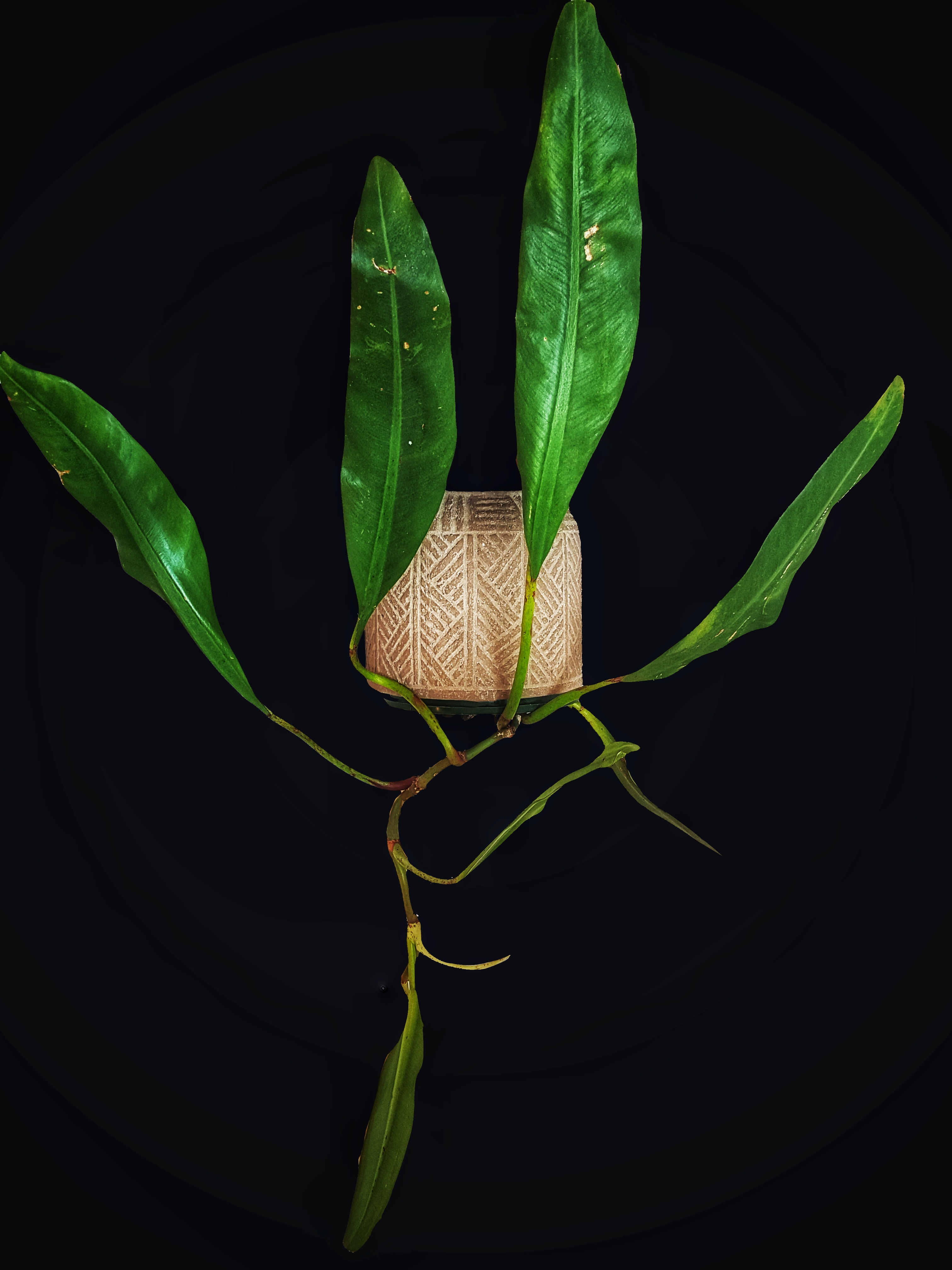 Philodendron crassinervium